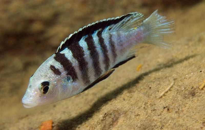 Labidochromis caeruleus 'Lundo Island'